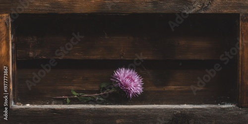 A single pink flower rests in a rustic wooden frame, contrasting with the dark wood grain