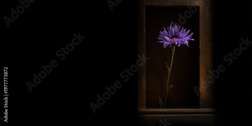 A singular purple bloom within a dark wooden frame, stark contrast to a black backdrop