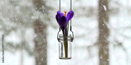 Purple crocus in a glass jar, hanging. Snowy background, blurred trees