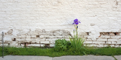 A vibrant purple iris blooms before a weathered, white-painted brick wall