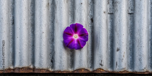 A vibrant, purple flower rests upon a weathered, corrugated metal surface