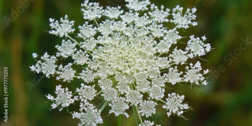 Close-up of a white, intricate flower with delicate, star-shaped clusters against green backdrop