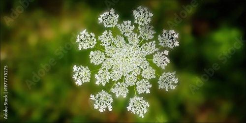 Close-up of tiny white flower clusters in a radial pattern against a blurred green background