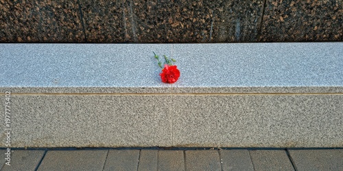 A single red carnation rests on a granite surface, juxtaposed with a darker textured backdrop