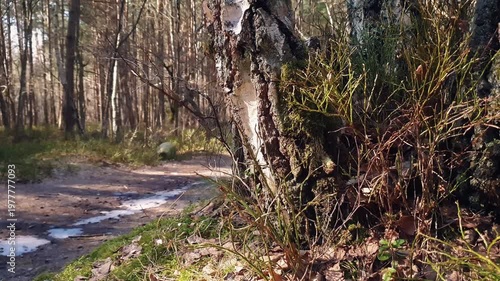 Close-up shot of old rugged birch tree trunk bottom on forest edge with empty trail and pines thicket in distance at sunny windy day of early spring. With no people tranquil natural background.