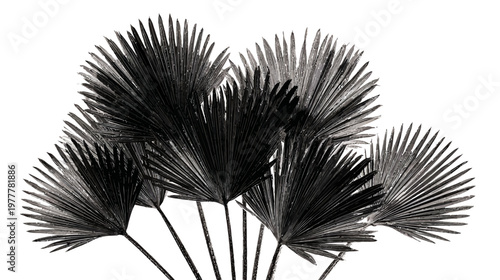 Group of Palm Frond Silhouettes with Detailed Edges in Fan Shape for Tropical Design