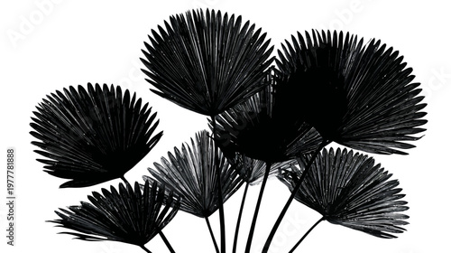Group of Palm Frond Silhouettes with Detailed Edges in Fan Shape for Tropical Design