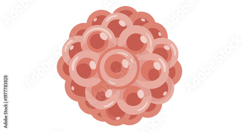 Illustration of a cluster of cells forming a sphere.