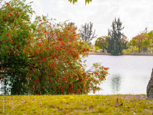 Photos Flowering red Bottlebrush bush Callistemon grows near a calm lake on a sunny day in a tropical garden with lush green trees
