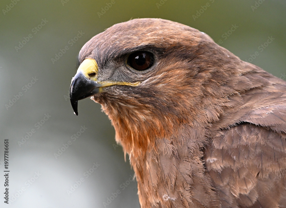 Fototapeta premium a serious common buzzard in the wild 