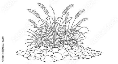Pampas Grass and Pebbles Line Art Illustration