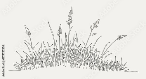 Detailed Botanical Illustration of Wild Grasses and Seed Heads on a Plain Background
