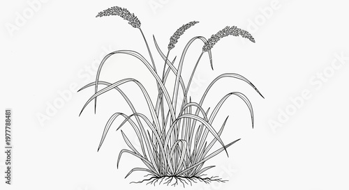Black and White Illustration of a Lush Grass Plant with Seed Heads and Roots