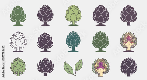 Artichoke Variety: Collection of Fresh Artichoke Illustrations and Icons