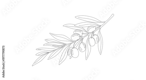 Delicate line art depicting an olive branch with ripe olives and leaves