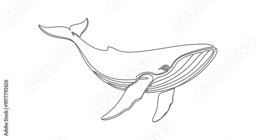 A minimalist line drawing of a humpback whale on a white background