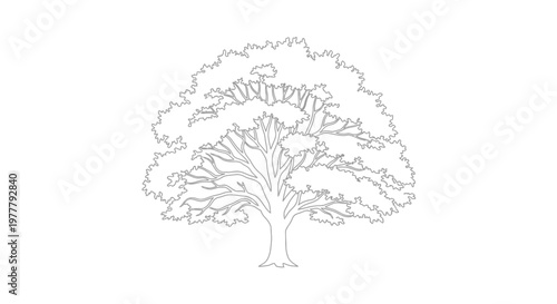 Detailed outline of a mature deciduous tree with a broad canopy