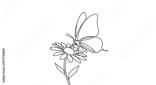 Delicate line drawing of a butterfly sipping nectar from a daisy