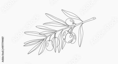 Stylized single-line drawing of an olive branch with leaves and fruit