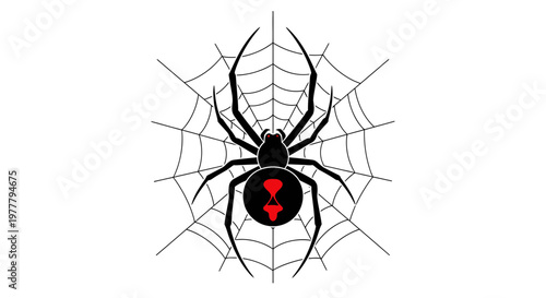 Black widow spider on a white background with web and close-up scary details