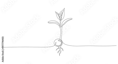 A delicate, continuous line drawing depicts a sprout emerging from a seed with roots