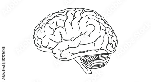 Stylized, simplified outline of a human brain with cerebellum shown