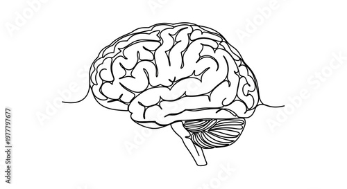 Simple line drawing of a human brain, showing cerebrum and cerebellum