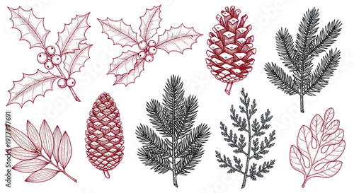 Collection of Hand Drawn Christmas Plant Elements and Pine Cones.