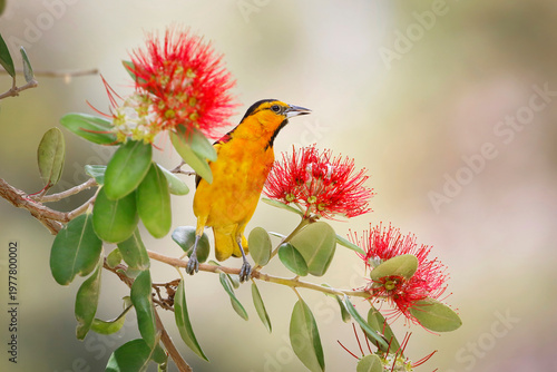 Hooded Oriole with Red Flowers in Spring