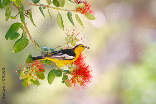 Hooded Oriole with Red Flowers in Spring