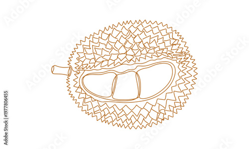 A durian sketch made digitally by hand using a tablet, featuring a continuous line style and transformed into vector format.