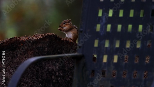 chipmunk sitting by chair