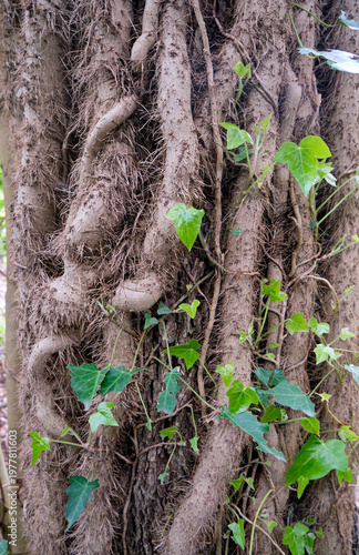 Фотография Strong stems with rootlets of common ivy wrapping around the tree trunk