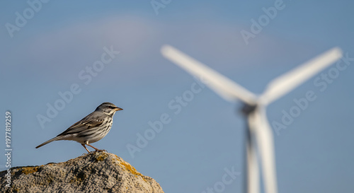 A small bird perches on a rock with a blurred wind turbine in view on