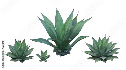 Tableau sur toile Diverse collection of green agave plants of varying sizes and leaf shapes, naturally arranged