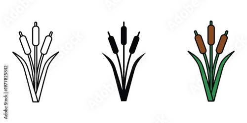 set of cattail plants in different styles isolated on transparent background