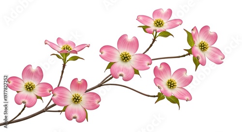 Pink peony flowers on green stems and leaves floral green stems green leaves botanical flower arrangement
