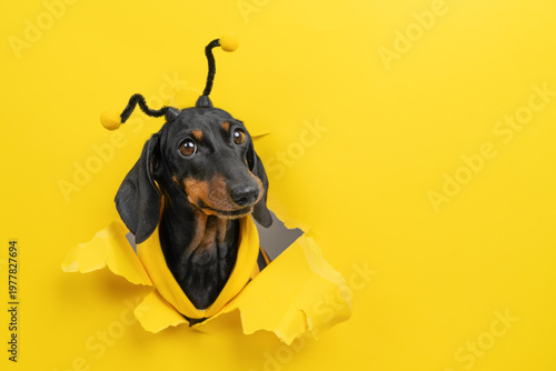 Dachshund dog breaking through yellow paper wall in bee costume with antennae, funny playful pet, creative costume portrait.
