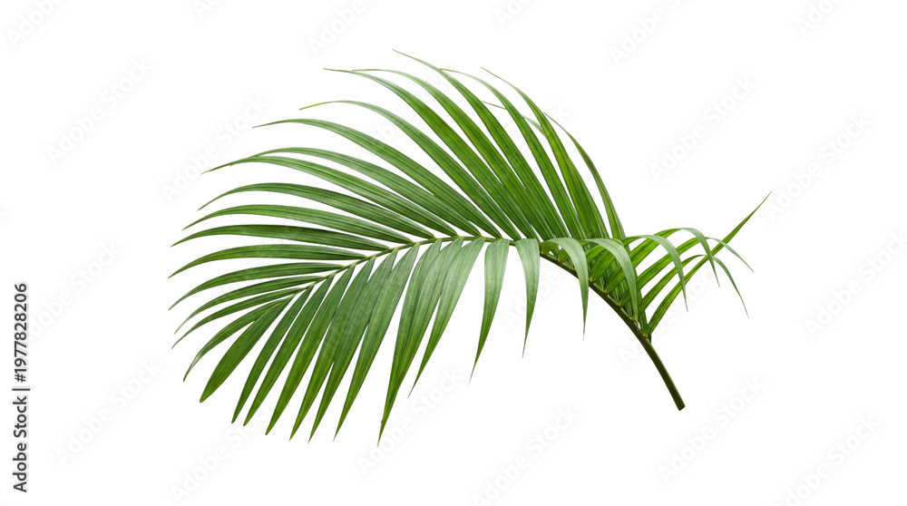 Αυτοκόλλητο A single vibrant green palm frond showcases lush tropical foliage
