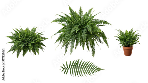 Tableau sur toile Lush green fern plants and an individual leaf, including a potted fern, isolated on a transparent background