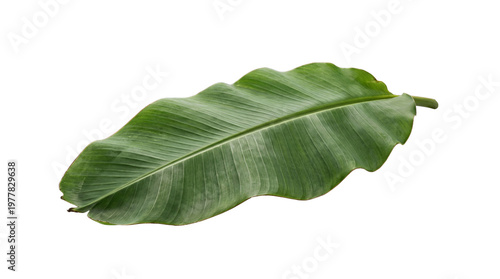 Fotografía Single large banana leaf with wavy edges, showcasing its vibrant green hue, isolated on a transparent background