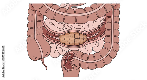 Human Large Intestine Anatomy.