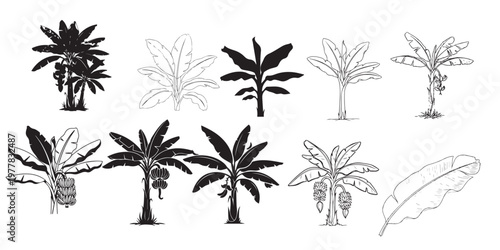 Collection of tropical palm tree silhouettes and botanical illustrations