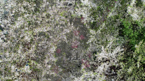 High angle view of pedestrians walking in the shadows of white cherry blossom trees in sunny spring day, 4k real time footage. 