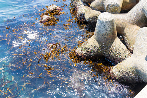 大蔵海岸の消波ブロックと海藻