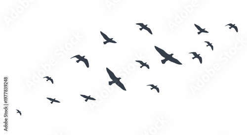 A flock of birds flying together.