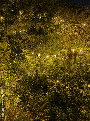 Glowing string lights among dense tree branches at night in Montreal, Quebec, Canada