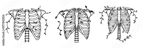 Anatomical ribcage set with intertwining vines and detailed line art featuring anatomical, skeletal, botanical with white background and illustration