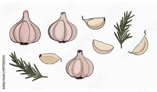 Garlic doodle vector set with cloves rosemary and black pepper hand drawn illustration