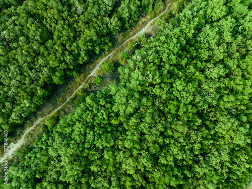 Bild auf Leinwand Aerial top view of green forest and forest trail